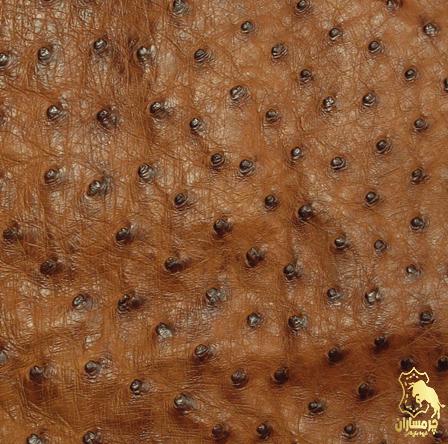 3 نکته مهم در مورد چرم پای شترمرغ