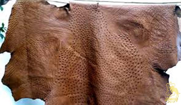 4 مورد از خصوصیات چرم پای شترمرغ